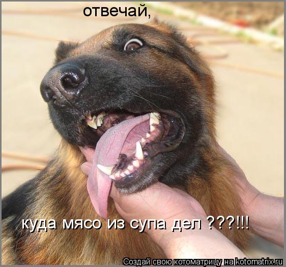 отвечай, куда мясо из супа дел ???!!!... Котоматрица: отвечай, куда мясо из супа дел ???!!!