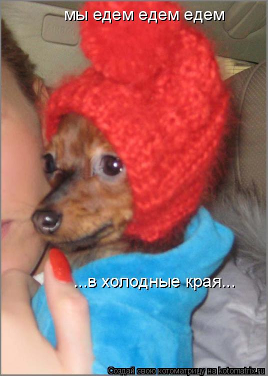 мы едем едем едем ...в холодные края...... Котоматрица: мы едем едем едем ...в холодные края...