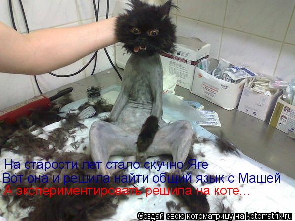 На старости лет стало скучно Яге Вот она и решила найти общий язык с Машей А экспериментировать реши... Котоматрица: На старости лет стало скучно Яге Вот она и решила найти общий язык с Машей А экспериментировать решила на коте...