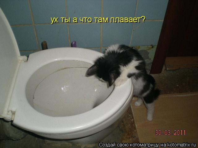 ух ты а что там плавает?... Котоматрица: ух ты а что там плавает?
