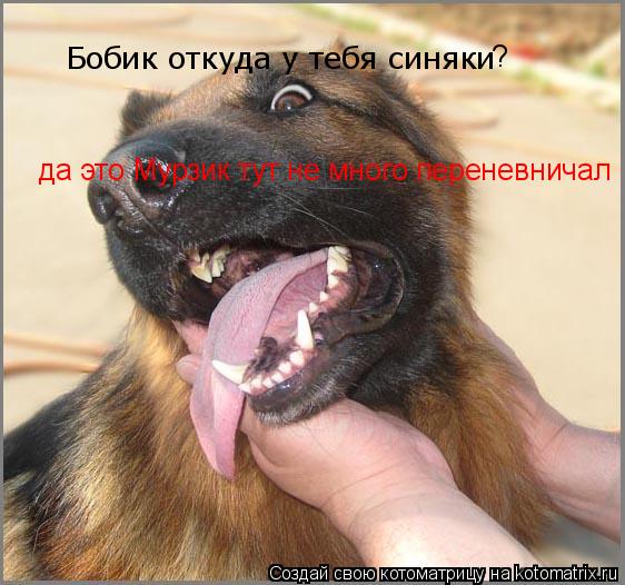 Бобик откуда у тебя синяки да это Мурзик тут не много переневничал ?... Котоматрица: Бобик откуда у тебя синяки да это Мурзик тут не много переневничал ?