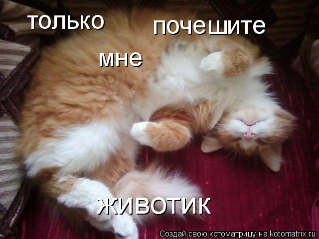 только почешите мне животик... Котоматрица: только почешите мне животик