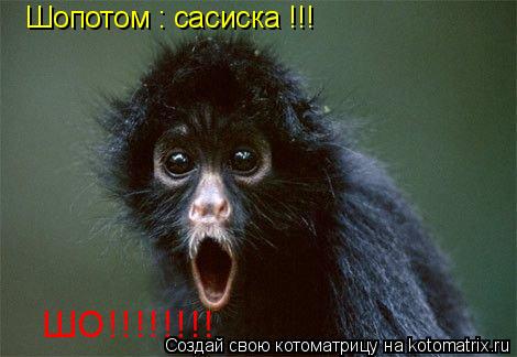 Шопотом : сасиска !!! ШО!!!!!!!!... Котоматрица: Шопотом : сасиска !!! ШО!!!!!!!!