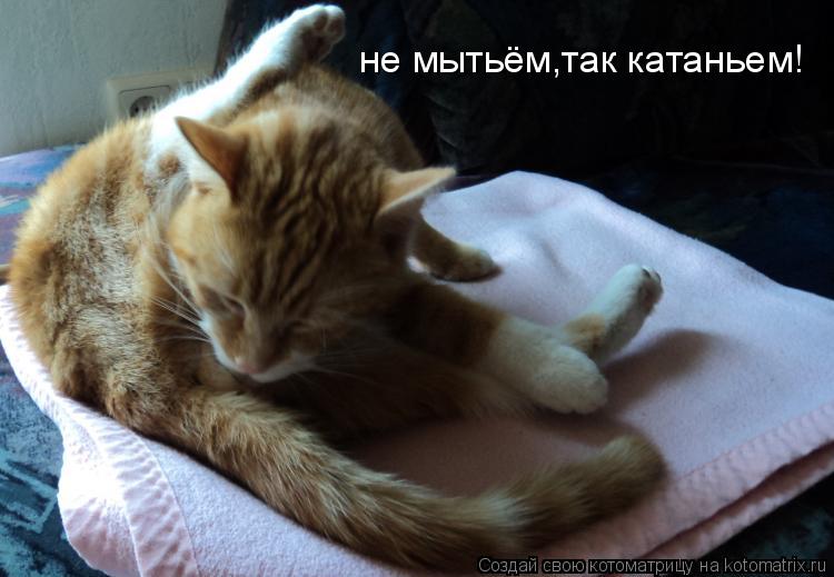 не мытьём,так катаньем!... Котоматрица: не мытьём,так катаньем!
