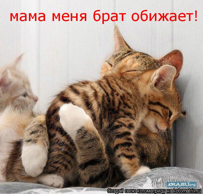 мама меня брат обижает!... Котоматрица: мама меня брат обижает!