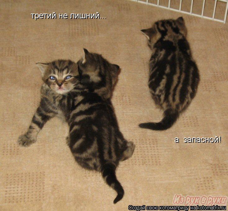 третий не лишний... а запасной!... Котоматрица: третий не лишний... а запасной!