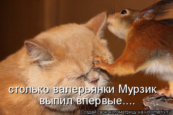столько валерьянки Мурзик выпил впервые....... Котоматрица: столько валерьянки Мурзик выпил впервые....