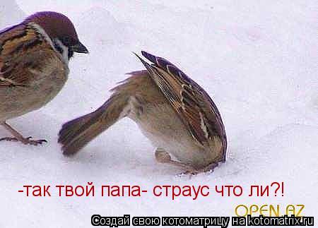 -так твой папа- страус что ли?!... Котоматрица: -так твой папа- страус что ли?!
