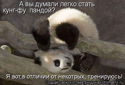 А вы думали легко стать кунг-фу пандой? Я вот,в отличии от некотрых, тренируюсь!... Котоматрица: А вы думали легко стать кунг-фу пандой? Я вот,в отличии от некотрых, тренируюсь!