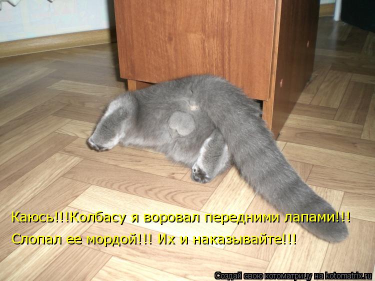 Каюсь!!!Колбасу я воровал передними лапами!!! Слопал ее мордой!!! Их и наказывайте!!!... Котоматрица: Каюсь!!!Колбасу я воровал передними лапами!!! Слопал ее мордой!!! Их и наказывайте!!!