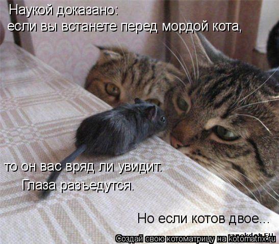 Наукой доказано: если вы встанете перед мордой кота, то он вас вряд ли увидит. Глаза разъедутся. Но е... Котоматрица: Наукой доказано: если вы встанете перед мордой кота, то он вас вряд ли увидит. Глаза разъедутся. Но если котов двое...