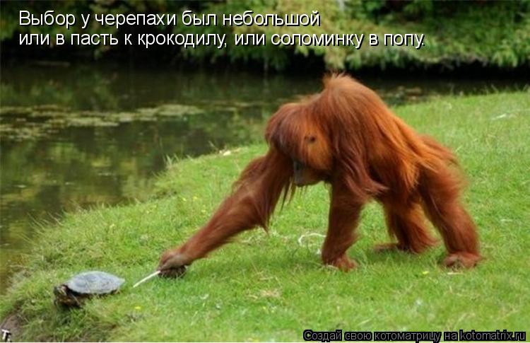 Выбор у черепахи был небольшой или в пасть к крокодилу, или соломинку в попу.... Котоматрица: Выбор у черепахи был небольшой или в пасть к крокодилу, или соломинку в попу.