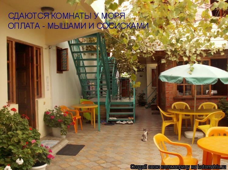 СДАЮТСЯ КОМНАТЫ У МОРЯ ОПЛАТА - МЫШАМИ И СОСИСКАМИ ОПЛАТА - МЫШАМИ И СОСИСКАМИ... Котоматрица: СДАЮТСЯ КОМНАТЫ У МОРЯ ОПЛАТА - МЫШАМИ И СОСИСКАМИ ОПЛАТА - МЫШАМИ И СОСИСКАМИ