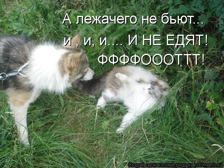 А лежачего не бьют... и , и, и.... И НЕ ЕДЯТ! ФФФФОООТТТ!... Котоматрица: А лежачего не бьют... и , и, и.... И НЕ ЕДЯТ! ФФФФОООТТТ!