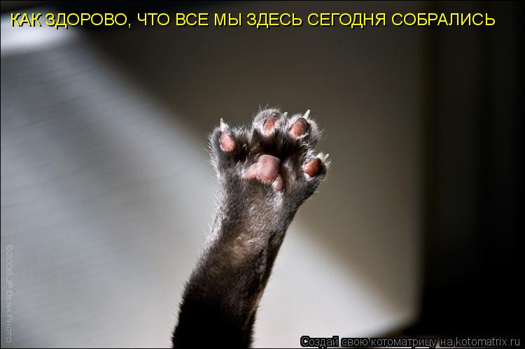 КАК ЗДОРОВО, ЧТО ВСЕ МЫ ЗДЕСЬ СЕГОДНЯ СОБРАЛИСЬ... Котоматрица: КАК ЗДОРОВО, ЧТО ВСЕ МЫ ЗДЕСЬ СЕГОДНЯ СОБРАЛИСЬ