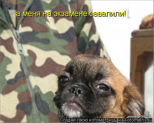 а меня на экзамене завалили!... Котоматрица: а меня на экзамене завалили!