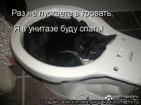 Раз не пускаете в кровать, Я в унитазе буду спать!... Котоматрица: Раз не пускаете в кровать, Я в унитазе буду спать!