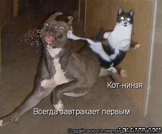 Кот-нинзя Всегда завтракает первым... Котоматрица: Кот-нинзя Всегда завтракает первым