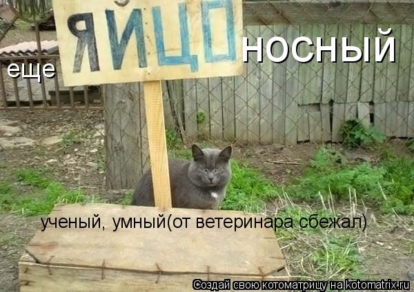 еще носный ученый, умный(от ветеринара сбежал)... Котоматрица: еще носный ученый, умный(от ветеринара сбежал)