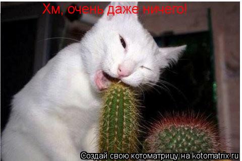 Хм, очень даже ничего!... Котоматрица: Хм, очень даже ничего!