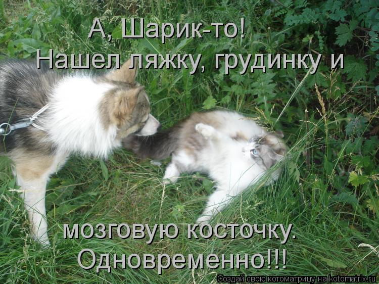А, Шарик-то! Нашел ляжку, грудинку и мозговую косточку. Одновременно!!!... Котоматрица: А, Шарик-то! Нашел ляжку, грудинку и мозговую косточку. Одновременно!!!
