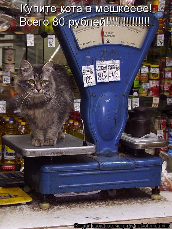 Купите кота в мешкееее! Всего 80 рублей!!!!!!!!!!!!!!!... Котоматрица: Купите кота в мешкееее! Всего 80 рублей!!!!!!!!!!!!!!!