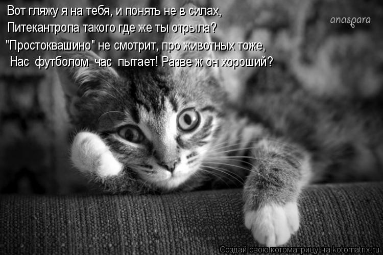 Котоматрица: Вот гляжу я на тебя, и понять не в силах, Питекантропа такого где же ты отрыла? "Простоквашино" не смотрит, про животных тоже, Нас  футболом  ча