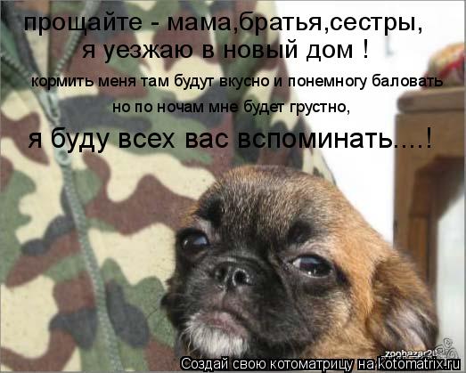 прощайте - мама,братья,сестры, я уезжаю в новый дом ! кормить меня там будут вкусно и понемногу балов... Котоматрица: прощайте - мама,братья,сестры, я уезжаю в новый дом ! кормить меня там будут вкусно и понемногу баловать но по ночам мне будет грустно, я буду