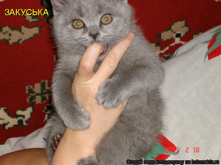 ЗАКУСЬКА... Котоматрица: ЗАКУСЬКА