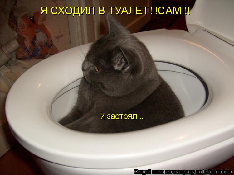 Я СХОДИЛ В ТУАЛЕТ!!!САМ!!! и застрял...... Котоматрица: Я СХОДИЛ В ТУАЛЕТ!!!САМ!!! и застрял...