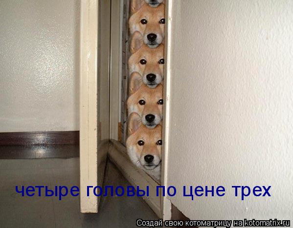 Котоматрица: четыре головы по цене трех