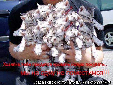 Котоматрица: Хозяйка,тебе придется кровать новую покупать.. мы на одну не поместимся!!!