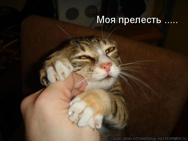 Котоматрица: Моя прелесть .....