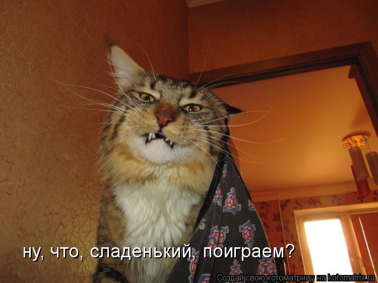 Котоматрица: ну, что, сладенький, поиграем?