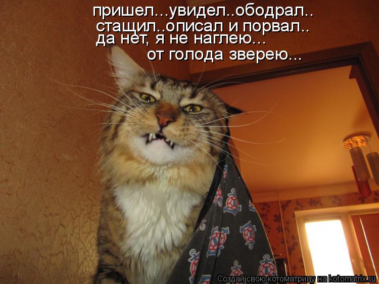 Котоматрица: пришел...увидел..ободрал.. стащил..описал и порвал.. да нет, я не наглею... от голода зверею...