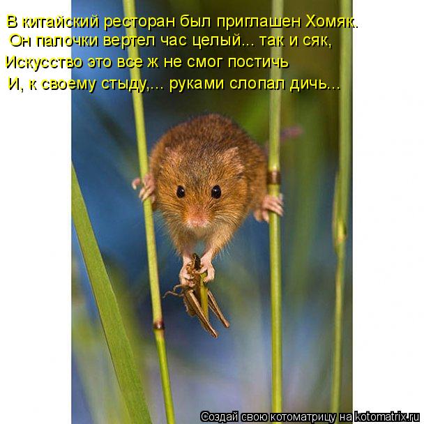 Он палочки вертел час целый... так и сяк, В китайский ресторан был приглашен Хомяк. Искусство это все... Котоматрица: Он палочки вертел час целый... так и сяк, В китайский ресторан был приглашен Хомяк. Искусство это все ж не смог постичь И, к своему стыду,... рук