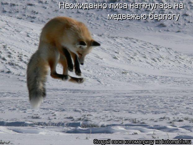 Неожиданно лиса наткнулась на медвежью берлогу... Котоматрица: Неожиданно лиса наткнулась на медвежью берлогу