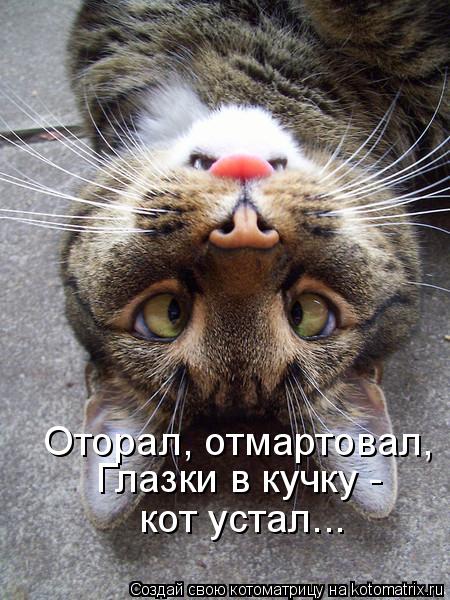 Оторал, отмартовал, Глазки в кучку - кот устал...... Котоматрица: Оторал, отмартовал, Глазки в кучку - кот устал...