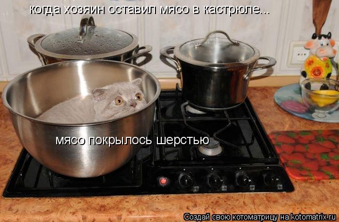 когда хозяин оставил мясо в кастрюле... мясо покрылось шерстью... Котоматрица: когда хозяин оставил мясо в кастрюле... мясо покрылось шерстью
