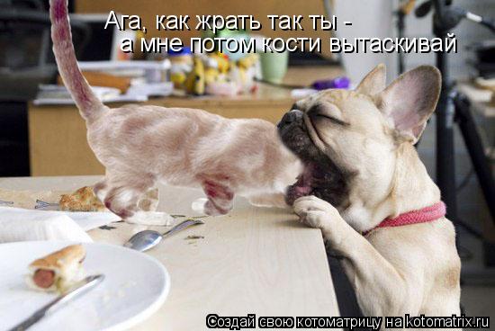 Ага, как жрать так ты - а мне потом кости вытаскивай... Котоматрица: Ага, как жрать так ты - а мне потом кости вытаскивай