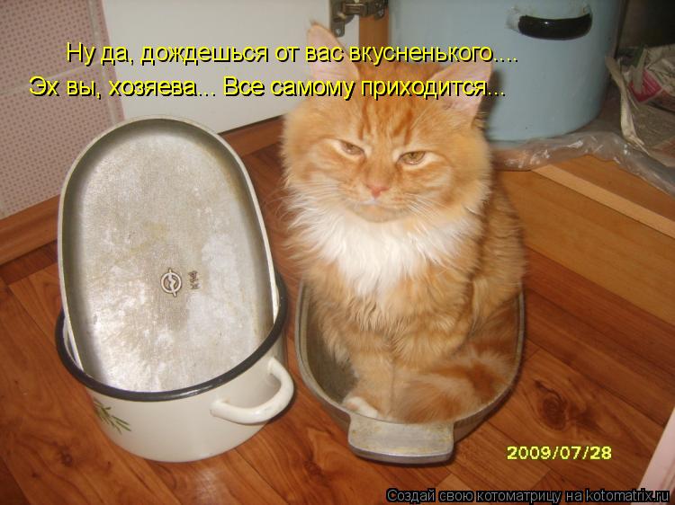 Ну да, дождешься от вас вкусненького.... Эх вы, хозяева... Все самому приходится... Эх вы, хозяева..... Котоматрица: Ну да, дождешься от вас вкусненького.... Эх вы, хозяева... Все самому приходится... Эх вы, хозяева... Все самому приходится... Эх вы, хозяева... Все