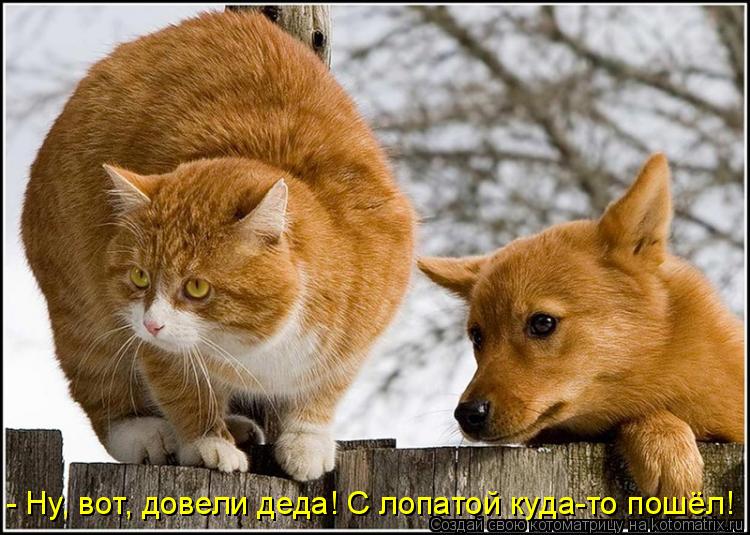 - Ну, вот, довели деда! С лопатой куда-то пошёл!... Котоматрица: - Ну, вот, довели деда! С лопатой куда-то пошёл!