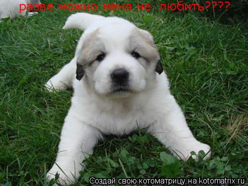 разве можно меня не любить????... Котоматрица: разве можно меня не любить????