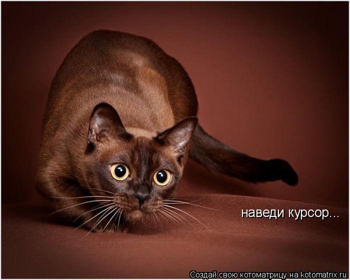 наведи курсор...... Котоматрица: наведи курсор...