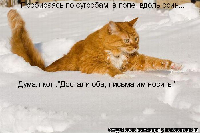 Пробираясь по сугробам, в поле, вдоль осин... Думал кот :"Достали оба, письма им носить!"... Котоматрица: Пробираясь по сугробам, в поле, вдоль осин... Думал кот :"Достали оба, письма им носить!"