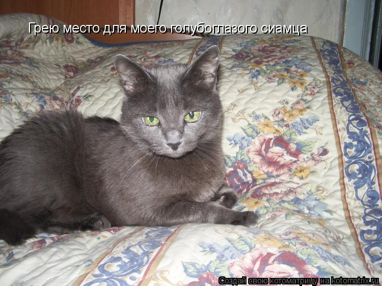 Грею место для моего голубоглазого сиамца... Котоматрица: Грею место для моего голубоглазого сиамца