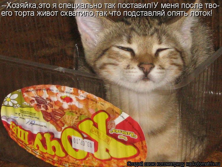 --Хозяйка,это я специально так поставил!У меня после тво- его торта живот схватило,так что подставляй... Котоматрица: --Хозяйка,это я специально так поставил!У меня после тво- его торта живот схватило,так что подставляй опять лоток!
