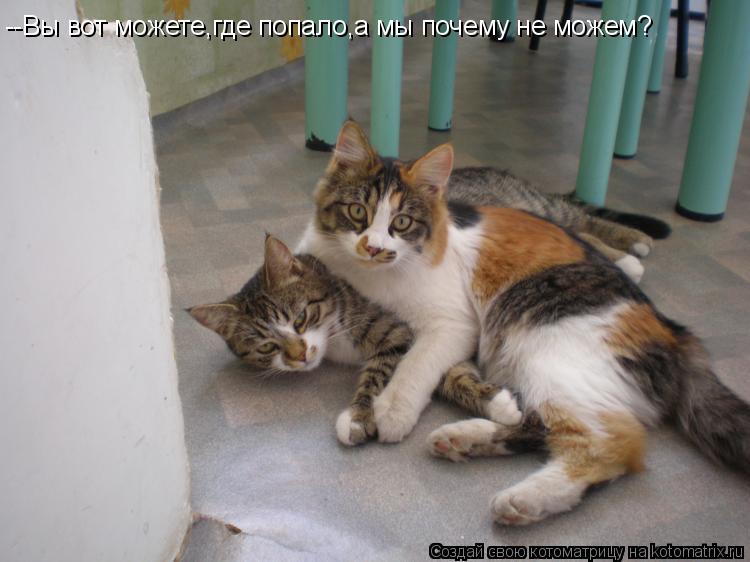 --Вы вот можете,где попало,а мы почему не можем?... Котоматрица: --Вы вот можете,где попало,а мы почему не можем?
