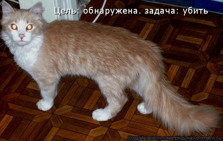 Цель: обнаружена. задача: убить... Котоматрица: Цель: обнаружена. задача: убить