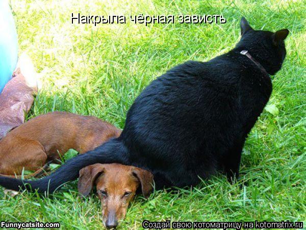 Накрыла чёрная зависть... Котоматрица: Накрыла чёрная зависть